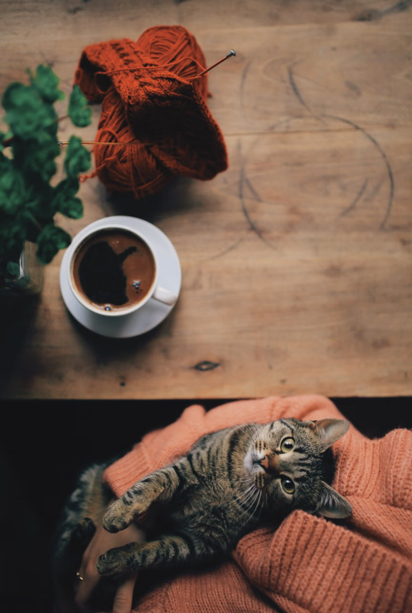 Chat tigré posé sur les genoux d'une personne, avec une tasse de café et de la laine tricotée sur une table en bois